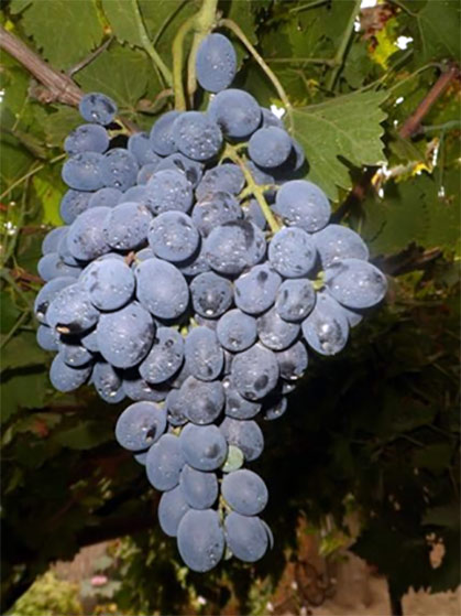 Хан изюм - азербайджанский сорт винограда