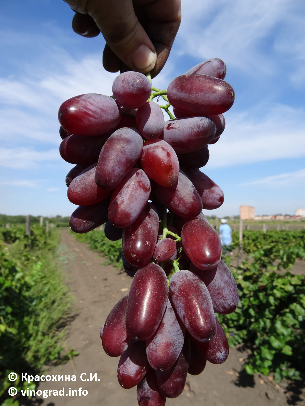 Зарево гроздь винограда
