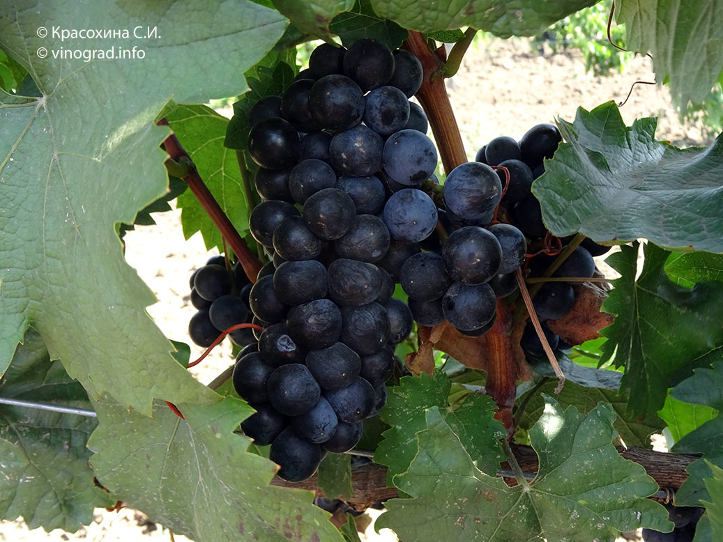 Гамокванили - сорт винограда