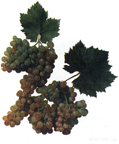 Бессемянный ранний - сорт винограда