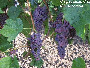 Прима сидлис - бессемянный сорт винограда