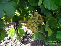 Мальвазия белая виноград
