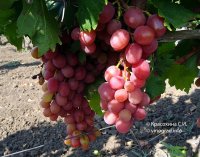 Анюта виноград