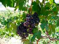 Кебранта виноград