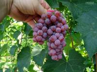 Сомерсет сидлис гроздь винограда