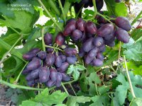 Талдун грозди винограда