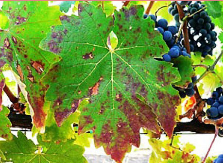 Дефицит фосфора на винограде
