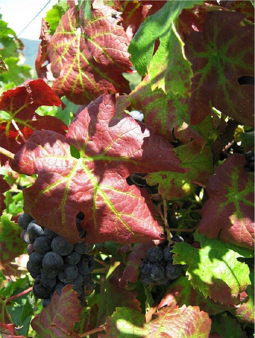 Симптомы вируса скручивания листьев винограда