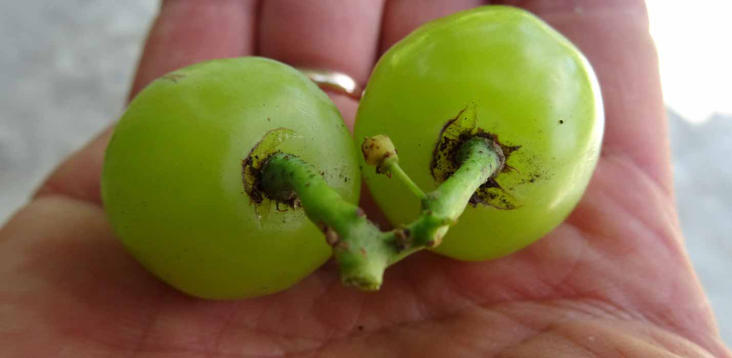 растрескивание ягод винограда у плодоножки