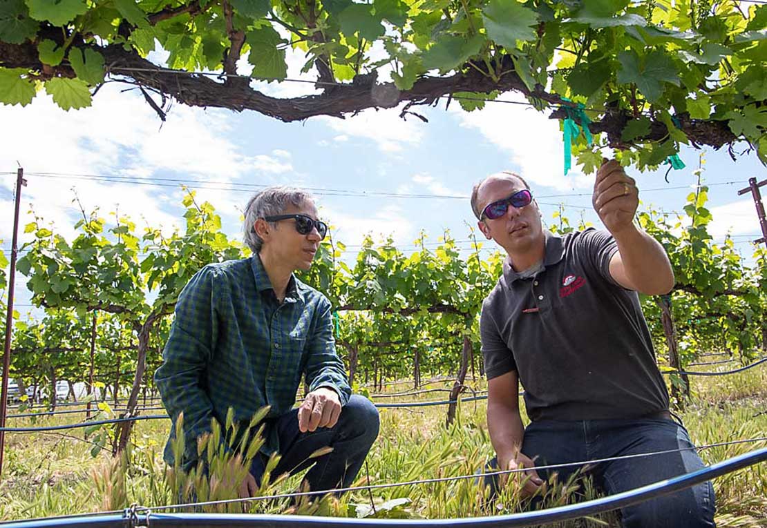 исследователи обсуждают особенности роста виноградной лозы