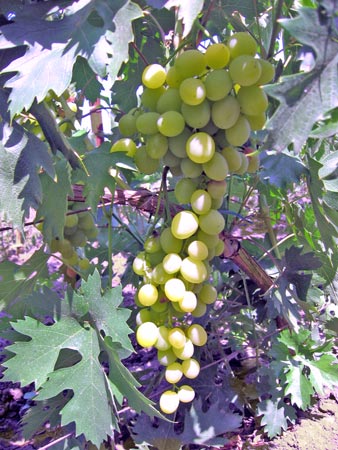 Тип Столетия - виноград