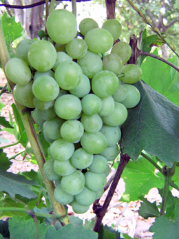 Русвен - сорт винограда