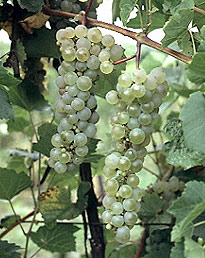 сорт винограда Аврора