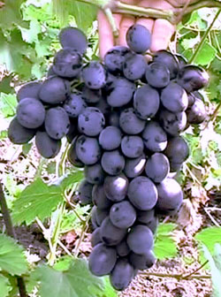 Сорт винограда Кубань