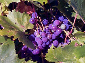 виноград Блубелл