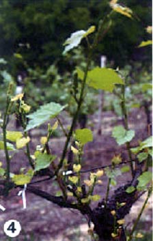 мелкие листья винограда при эутипозе